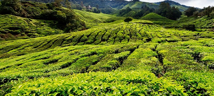 Zelený čaj plantáž